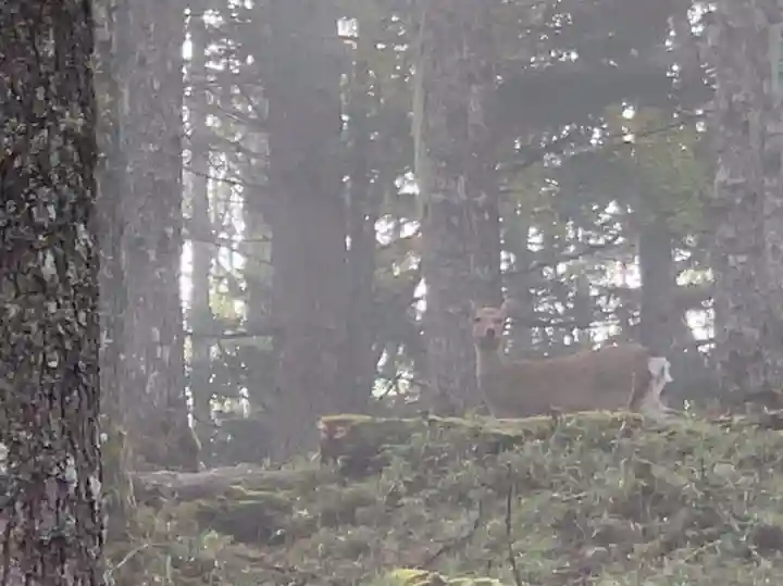 七面山敬慎院の動物