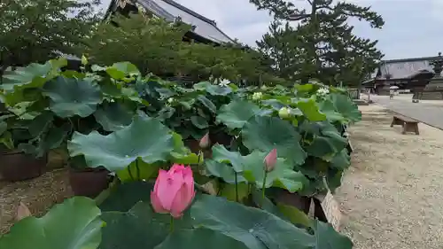本山専修寺(三重県)