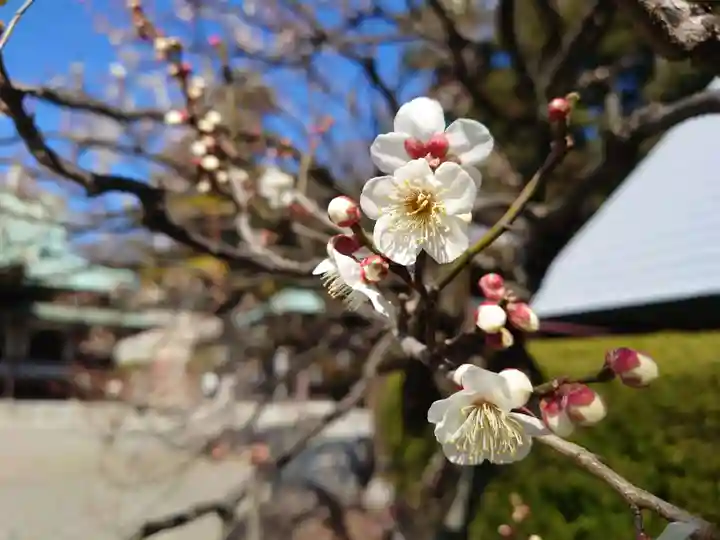 大坊本行寺の自然