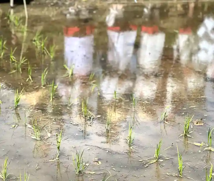 山家神社のお祭り