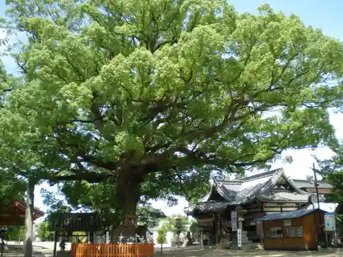 百舌鳥八幡宮の景色