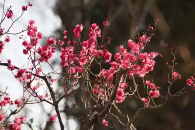 長岡天満宮(京都府)