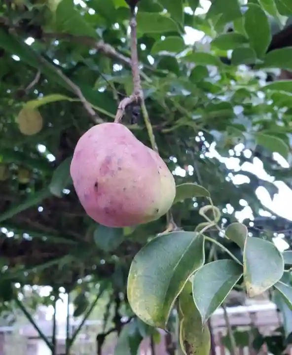 沙沙貴神社の自然