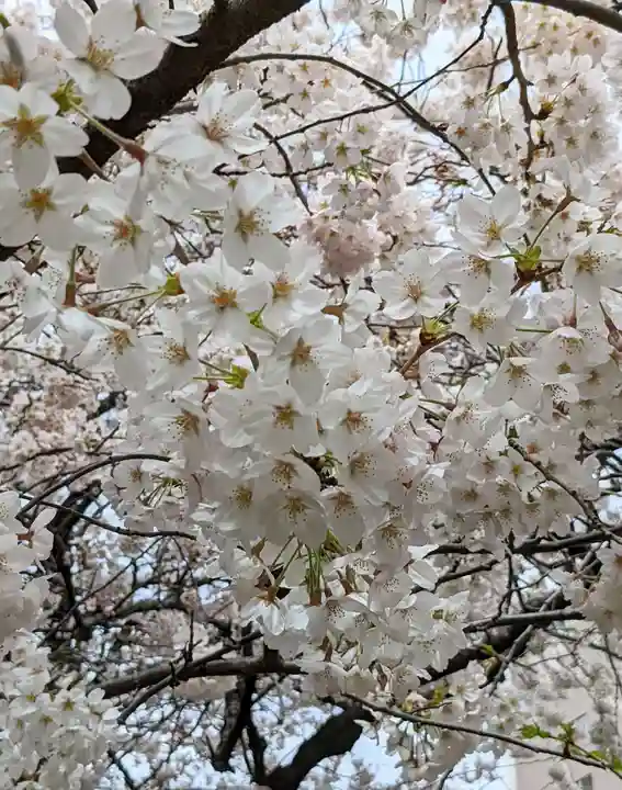 浅草神社の自然