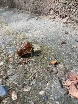 金村別雷神社(茨城県)