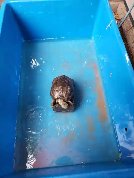 下谷神社(東京都)