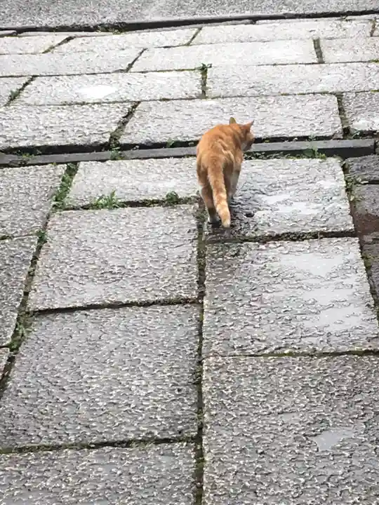 最勝寺教学院の動物