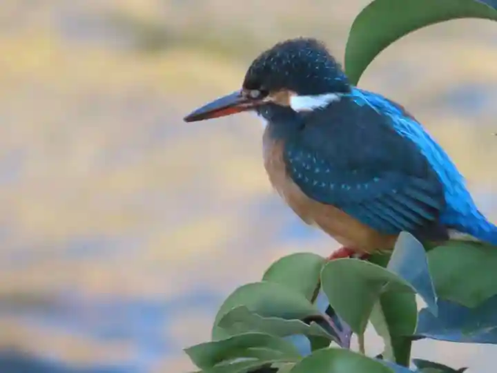 町田天満宮の動物