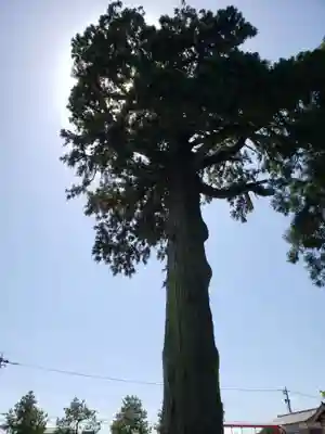 吉住熊野神社の自然