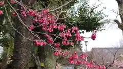 車折神社の自然