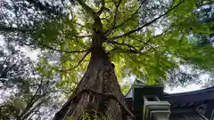 桑原神社(兵庫県)