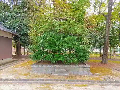 鹿島神社（大林鹿島神社）の自然