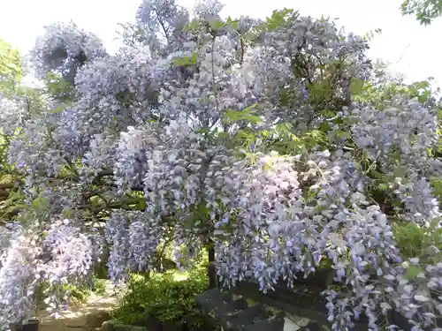 子安地蔵寺の自然