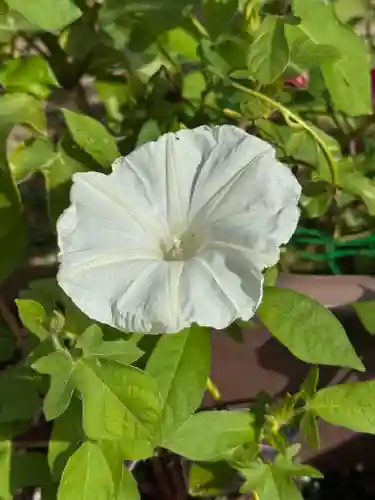 神炊館神社 ⁂奥州須賀川総鎮守⁂(福島県)