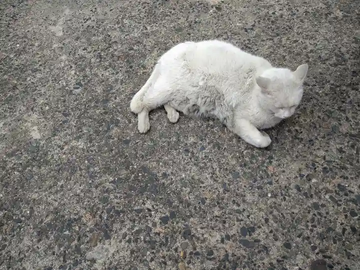 羽黒神社の動物