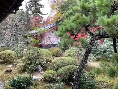 隨心院（随心院）の庭園