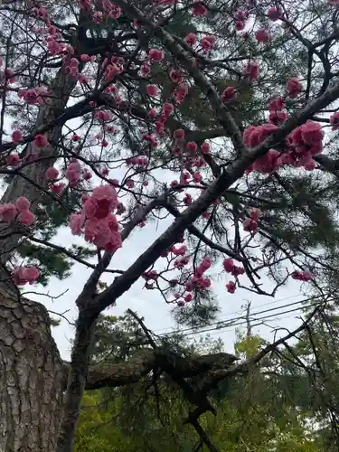 長浜八幡宮の自然