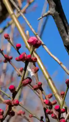 西光寺の{uncategorized: "未分類", other: "その他", undefined: "問題あり", building: "その他建物", grave: "お墓", sacred_gate: "鳥居", guardian: "狛犬", statue: "像", buddha: "仏像", history: "歴史", nature: "自然", garden: "庭園", animal: "動物", pagoda: "塔", temizu: "手水舎", mountain_gate: "山門・神門", sanctuary: "本殿・本堂", subordinate: "末社・摂社", art: "芸術", scenery: "景色", jizo: "地蔵", ema: "絵馬", goshuin: "御朱印", omikuji: "おみくじ", items: "授与品その他", amulet: "お守り", goshuincho: "御朱印帳", eats: "食事", festival: "お祭り", votive_dance: "神楽", shichigosan: "七五三参", wedding: "結婚式", experience: "体験その他", initially: "初詣", around: "周辺", anti_infection: "感染症対策"}