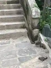 御霊神社の動物