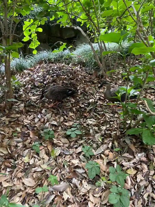 武蔵一宮氷川神社(埼玉県)