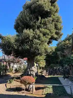 埴生神社(千葉県)