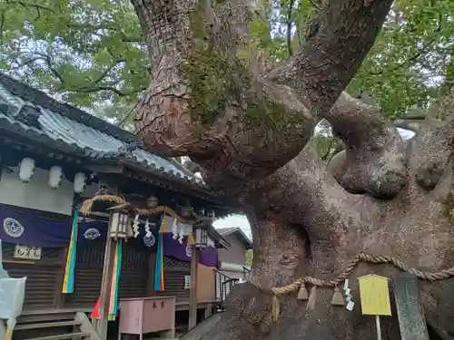 三島神社の自然