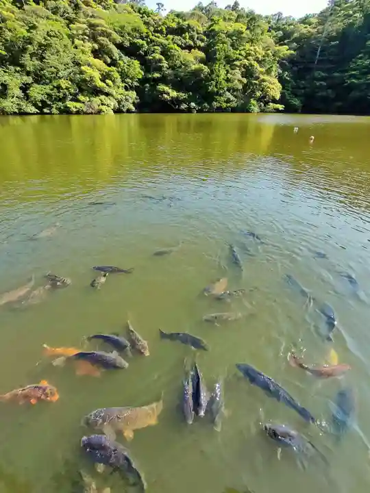 賢沼寺(沼ノ内弁財天)の動物