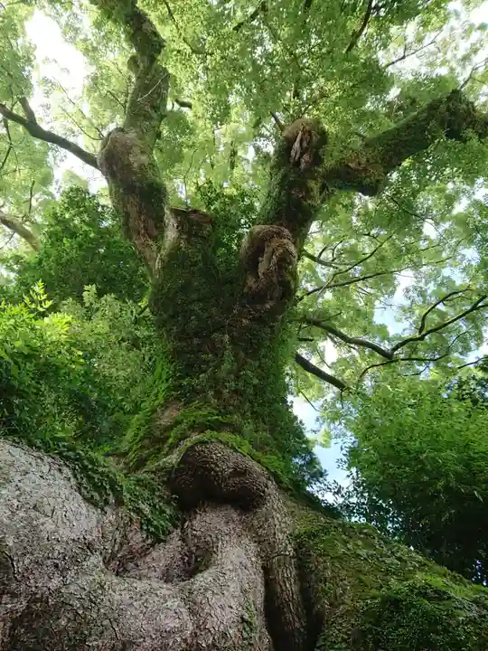 寺野薬師堂の自然