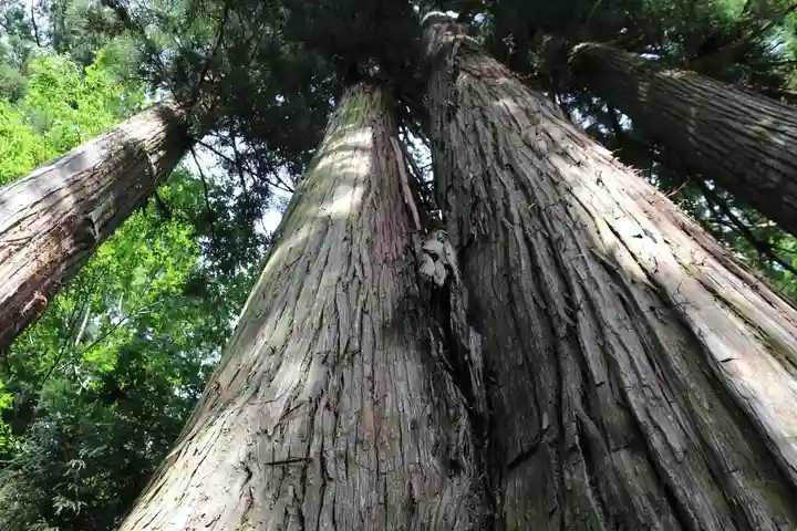 鹿島大神宮の自然