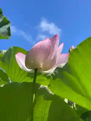 白山神社(新潟県)