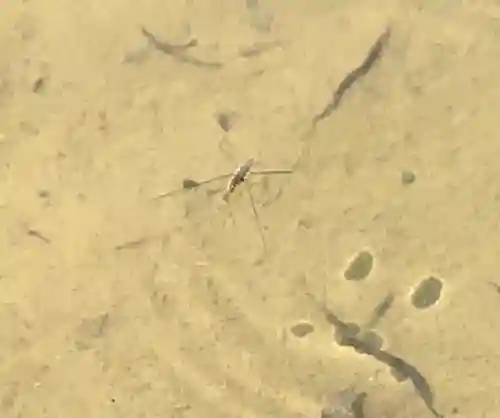 大國魂神社の自然