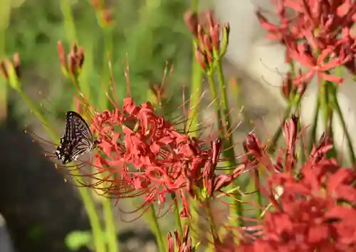 磐井神社の自然