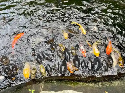 愛宕神社の動物