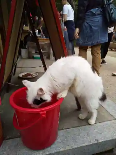 伏見豊川稲荷本宮の動物