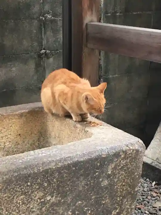 道祖神社の動物