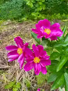 蚊里田八幡宮(長野県)(2025年05月31日(土) 10時38分31秒投稿)