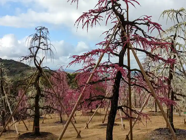 三室戸寺(京都府)