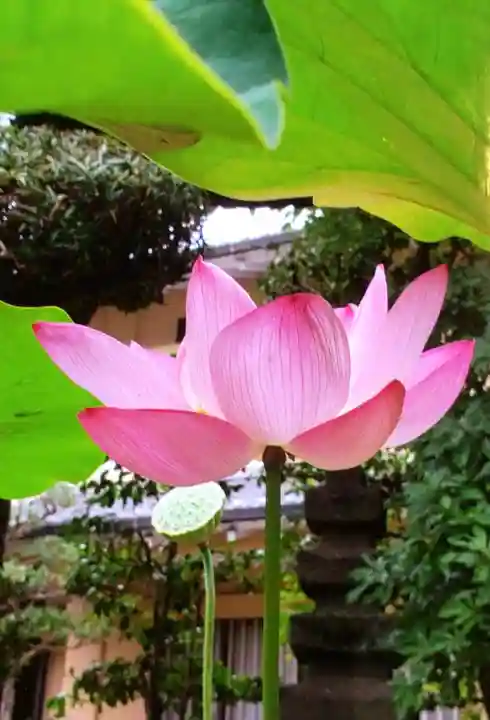 世尊院(東京都)