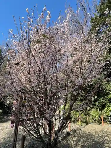 櫻木神社の自然