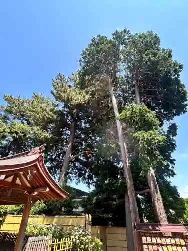 中野沼袋氷川神社(東京都)