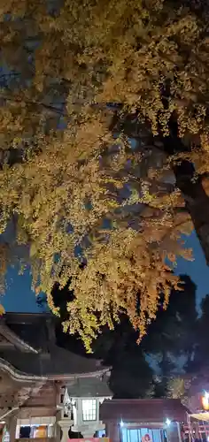 田無神社の自然