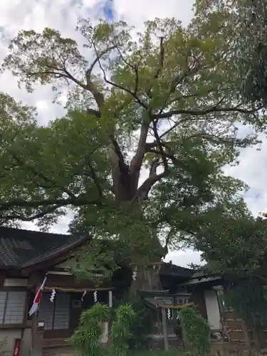 齋宮神社の自然