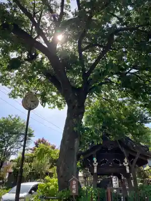 白山神社の自然