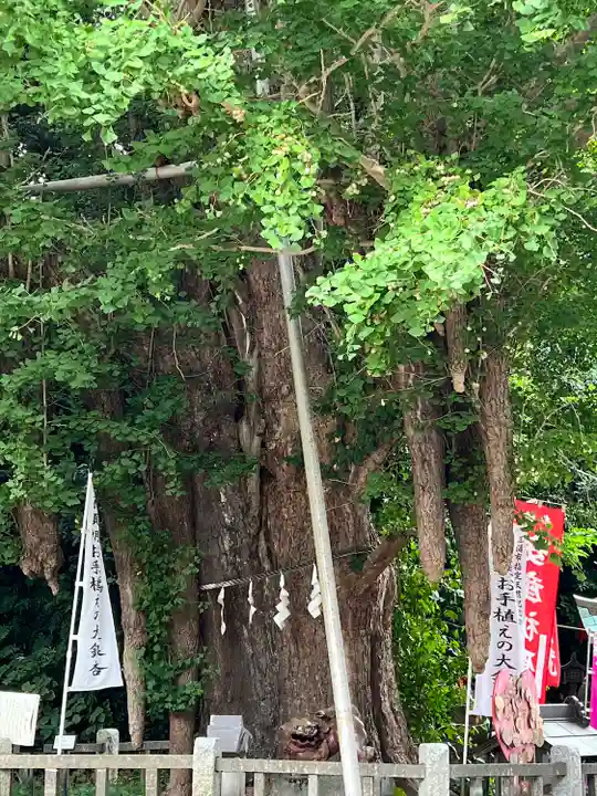 海南神社の自然