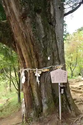 産安社（武蔵御嶽神社摂社）の自然
