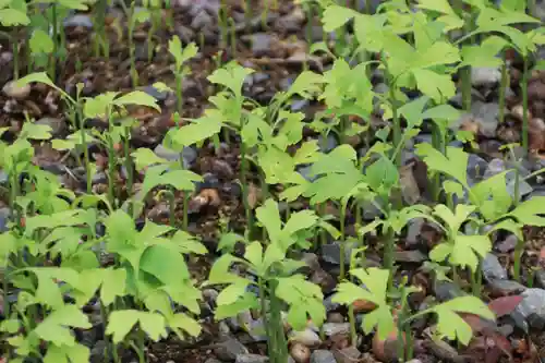熊野福藏神社の自然