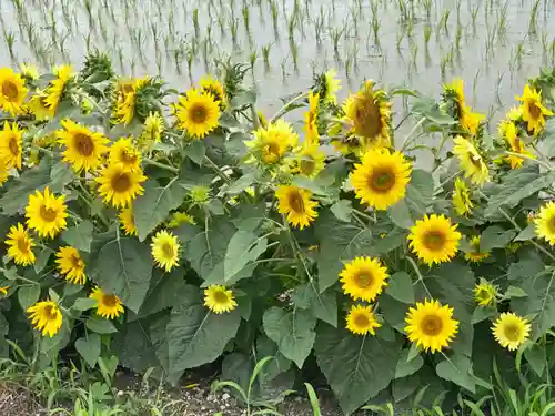 玉田神社の自然
