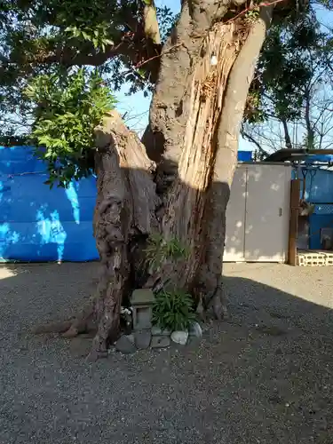 天照大神の自然