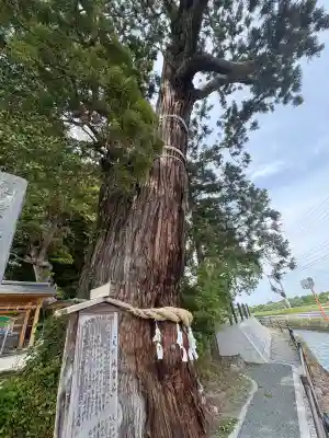 大國魂神社の自然