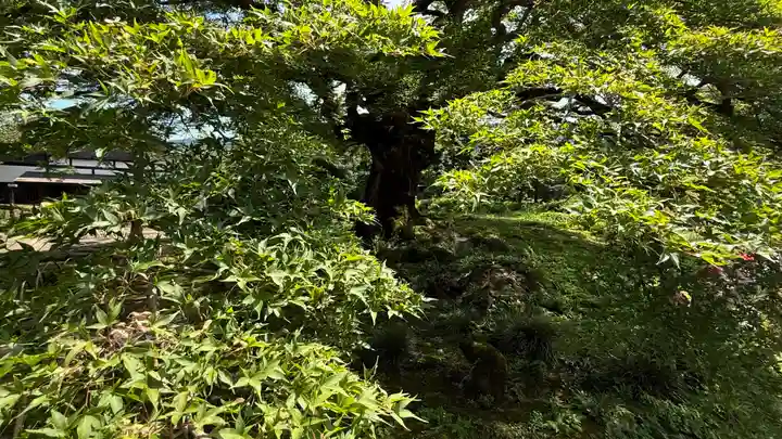 西善寺(埼玉県)